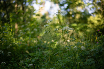 Flowers in the forest