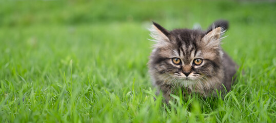 Naklejka na ściany i meble small brown kitten on a green lawn