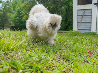 White Silkie Chicken Hen walking and looking down at ground for bugs