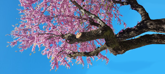 redbud pink flowers in blue sky of sunny day