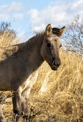 Fototapeta premium Semi wild horses (Tarpans) reintroduced in Bulgaria