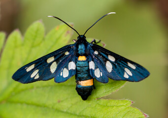 Nine-spotted Moth in natural habitat
