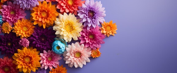 Simplistic composition of colorful asters from above, offering a clean space for your message. - obrazy, fototapety, plakaty