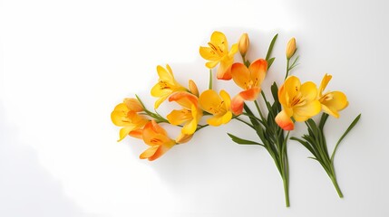 Overhead shot of a bunch of freesia blooms against a clean white background, providing ample space for your text.