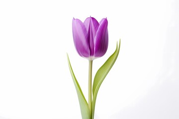 A purple tulip isolated on a white background