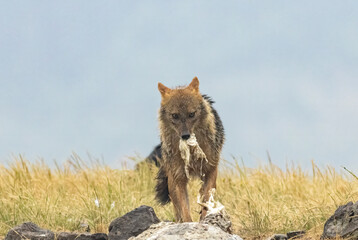 Golden Jackal in a natural habitat