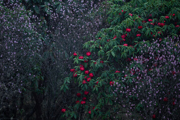 Naturally blooming rhododendron and daphne flowers in the forests of Singalila National Park, West...