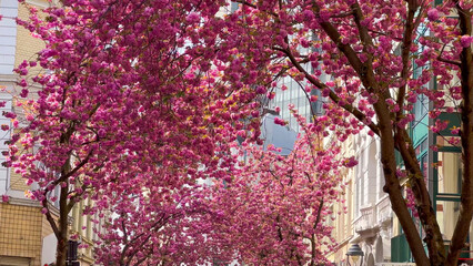 Japanese pink cherry blossoms on the streets of Bonn, Germany April 20, 2023 - 780230626