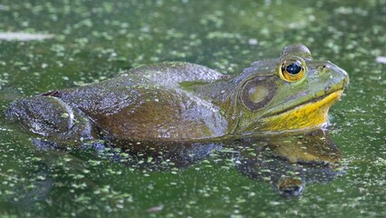 Large American bullfrog with mesmerizing eyes.