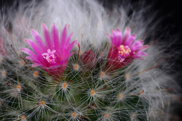 Mammillaria bocasana v. roseiflora