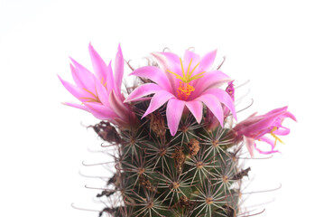 Mammillaria beneckei is a variable species, usually offsetting and not very large. It has white...