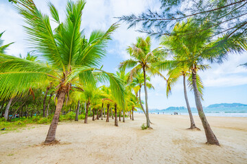 Coconut forest beach scenery at Coconut Dream Corridor in Sanya, Hainan, China