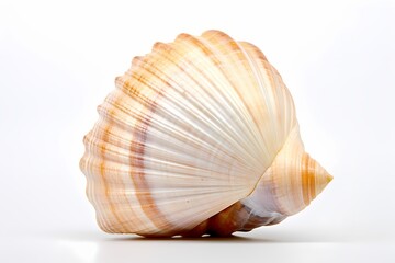 A lone seashell echoing the tales of distant shores, isolated on white solid background