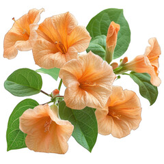 Trumpet Vine flower climbing plant isolated on white