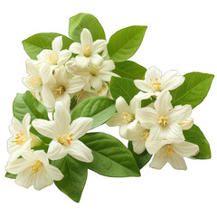Obraz premium Jasmine isolated