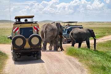 Tourists in safari jeeps watching and taking photos of big wild elephant crossing dirt road in Amboseli national park, Kenya. Panorama. © diy13
