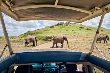 watching animals in wild inside a vehicle with an open roof. View of the African savannah from...