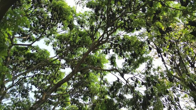 Fruit Bats Hanging From Trees drove view in Kolhapur