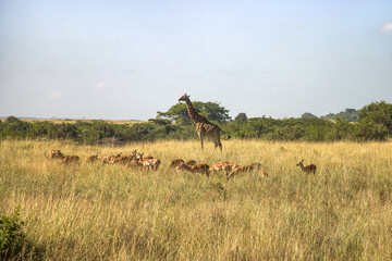 Nubian Giraffe, Giraffa camelopardalis camelopardalis, male, Critically endangered animal. plains...