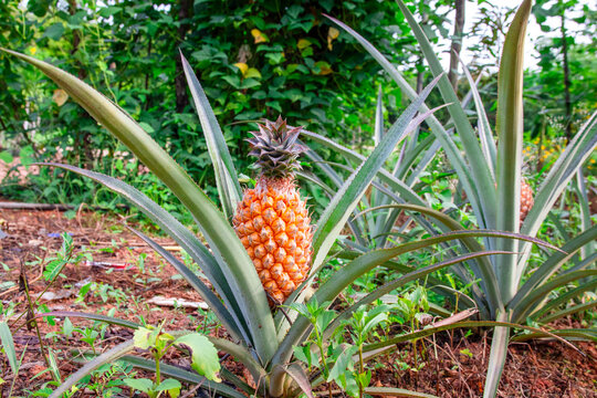 Yellow ripe pineapple on the tree Organic planting simple garden plants PineapplePlantTropical Country