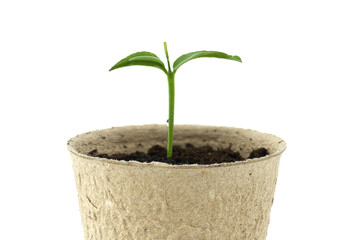 Green seedling sprouting from biodegradable pot - obrazy, fototapety, plakaty
