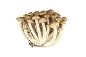 Group of Shimeji mushrooms isolated white background