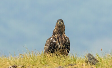 White-tailed Sea eagle sitting on feeding station