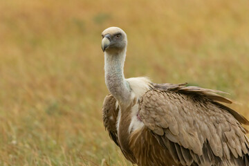 Griffon Vulture (Gyps fulvus) on feeding station