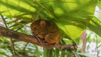 A tiny tarsier crouched on a tree branch under a large green leaf. The animal is endemic with...