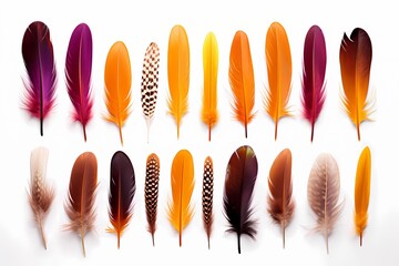 A collection of assorted vibrant feathers delicately arranged isolated on white solid background