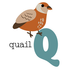 Educational illustration of letter Q from alphabet.