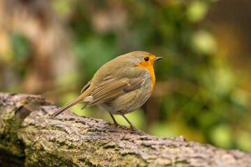 Robin bird sitting with open wing close to paddle