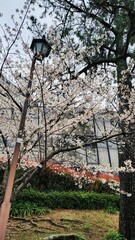 Branches of cherry blossom trees in full bloom in Japan during spring (Japanese Sakura)