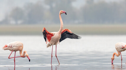 Greater flamingo`s flock in national park in Greece