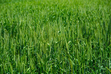 Wheat plantation in grain filling stage