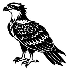 eagle silhouette vector illustration svg file