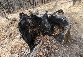 the rest of the stump of a burnt tree from a lightning strike in the forest