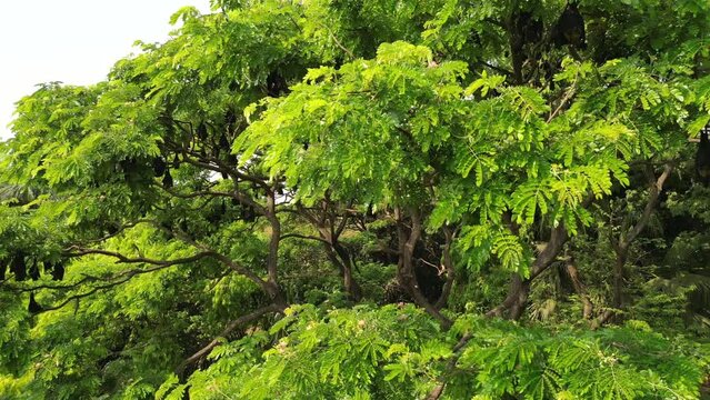 Fruit Bats Hanging From Trees in Kolhapur