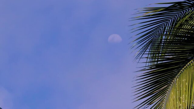 palm leaves with the moon in the background