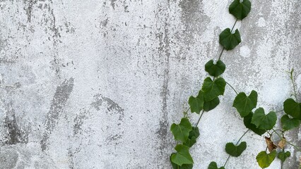 Background of cement wall with black mold stains and vines.
