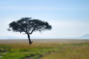 Masai Mara, Kenya. landscape view for lonely acacia tree at the vast plains southern Kenya.