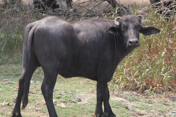 Obraz premium Black and white Indian Buffalo close up 