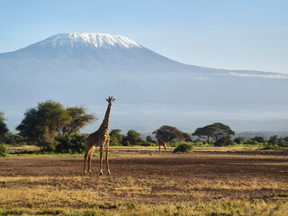 Giraffe and acacia trees with Mount Kilimanjaro in background. Beautiful African landscape with savannah animals and mountains. © diy13