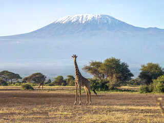 Giraffe and acacia trees with Mount Kilimanjaro in background. Beautiful African landscape with savannah animals and mountains.