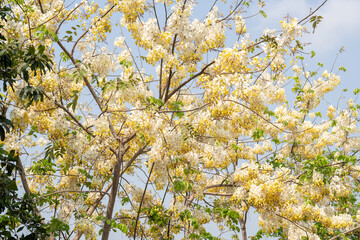 White Golden shower flower or Indian Laburnu, Cassia fistula on Golden shower tree.