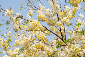 White Golden shower flower or Indian Laburnu, Cassia fistula on Golden shower tree.