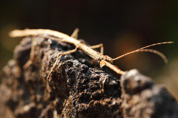 Stick insect (Tenodera pinapavonis)or stick bug, walking stick, stick animal Camouflaged insects in nature