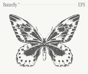 Hand drawn monochrome butterfly illustration on blank backdrop. Vector sketch. - 780251666