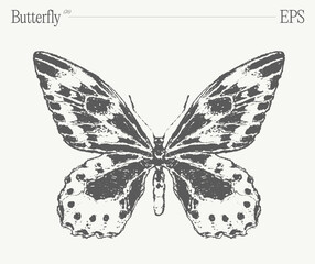 Hand drawn monochrome butterfly illustration on blank backdrop. Vector sketch.