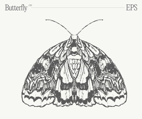 Hand drawn monochrome butterfly illustration on blank backdrop. Vector sketch. - 780251860